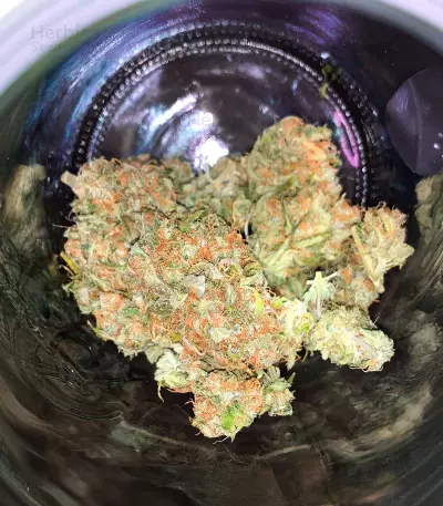 Cosmic Bomb Auto Seeds