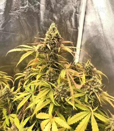 Critical Automatic Seeds