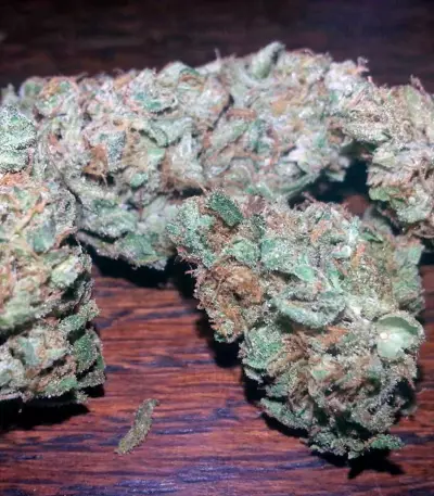 Dark Delight Seeds