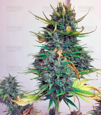 Exodus Cheese Autoflowering Auto Seeds