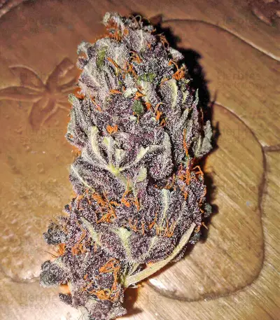 Glue Cookies Feminized Seeds (AlphaFem Seeds)
