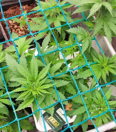 Lemon Drizzle feminized seeds (Barney's Farm)