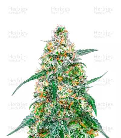 Mimosa Feminized Seeds (Herbies Seeds USA)