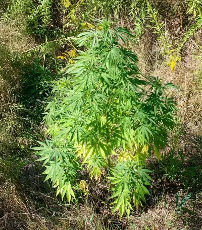 Orange Bud feminized seeds (Ceres Seeds)