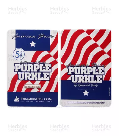 Purple Urkle Seeds