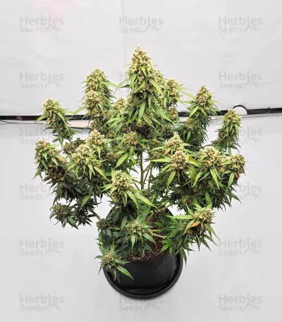 Graines féminisées de Sour Jealousy Auto (Fast Buds)