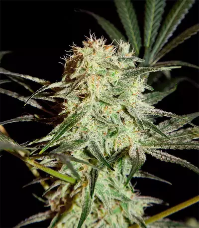 Arjan's Strawberry Haze (GHS)
