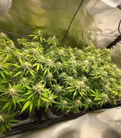 Auto Bruce Banner XXL feminized seeds