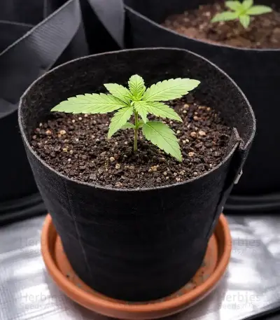 Auto White Widow XXL feminized seeds