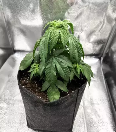 Banana Punch (Barney's Farm)