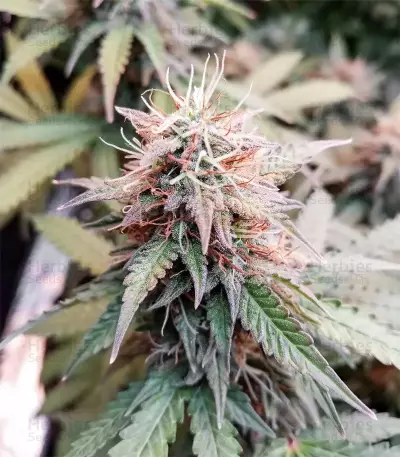 Berry Bomb Regular (Bomb Seeds)