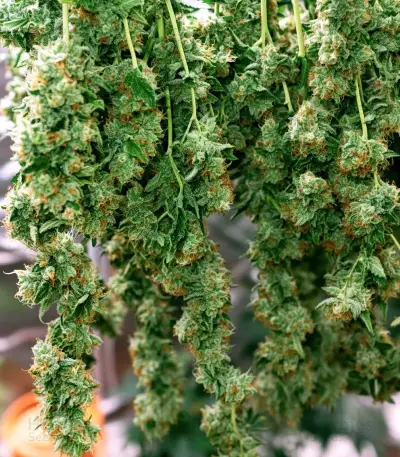 Bruce Banner Seeds