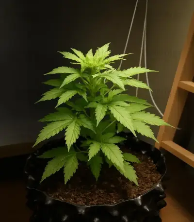 Café Racer Auto Seeds