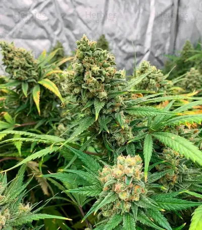 CR + feminized seeds