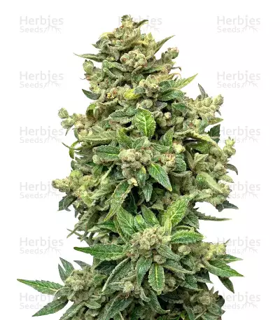 Deep Blue C F2 Auto (Mephisto Genetics)