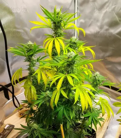 Durban Poison Seeds