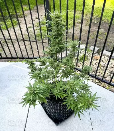 Frostbanger Auto Seeds