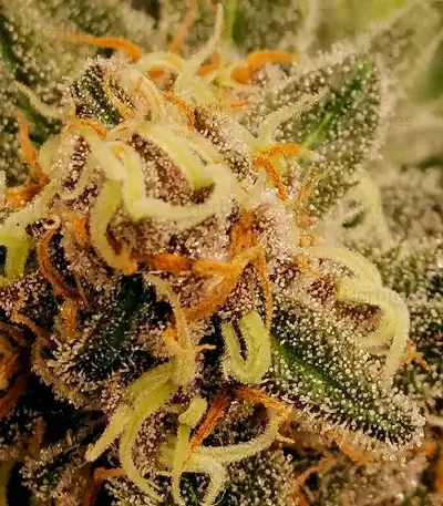 GG#4 Original Glue Seeds (Seedstockers)
