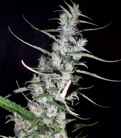 Hawaiian Snow x Amnesia x Face Off Seeds