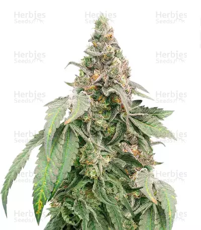 Graines féminisées de l’Heavy Kickers Mix (Herbies Seeds)