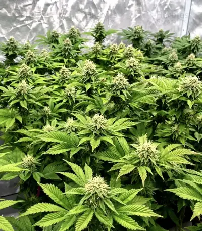 Kyle’s Sweet Island Seeds
