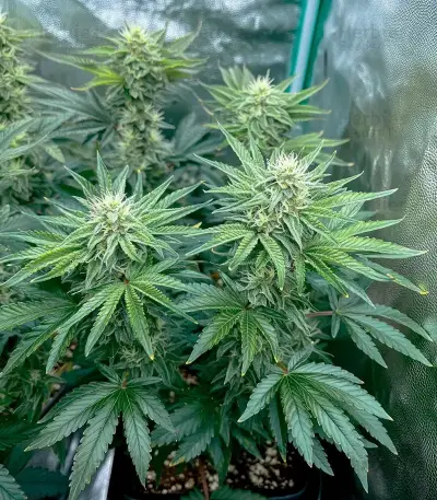 Lemon Orange Seeds