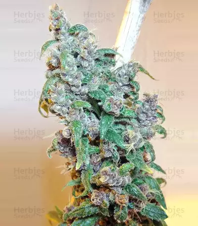 Graines de cannabis Malawi x PCK Regular (Ace Seeds)