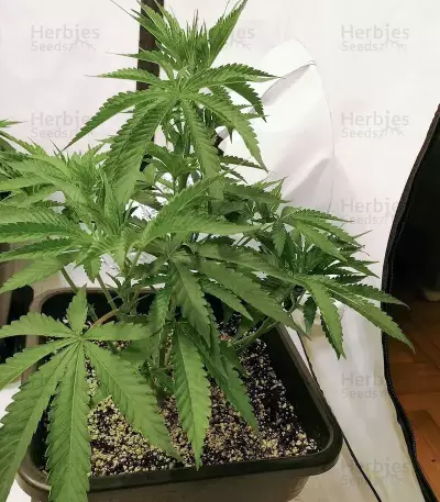 Mimosa x Orange Punch Seeds (Barneys Farm)