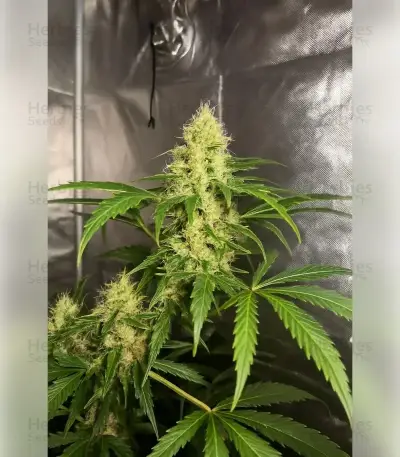 Northern Light Automatic Seeds (RQS)