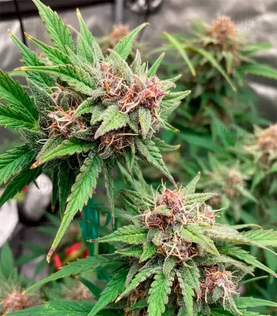 Papi Chulo OG Fem Seeds