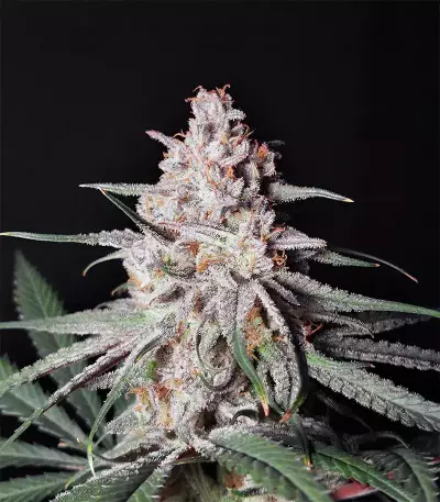 Peyote Critical (Barney's Farm) Cannabis-Samen