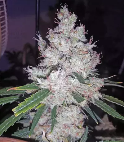 Semi femminizzati Pink Kush