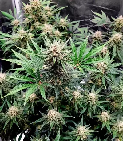 Semillas Feminizadas Skywalker Autoflower (Seedkeepers)
