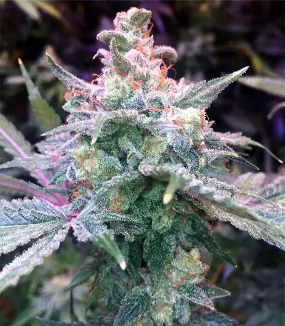 Smurfberry Auto feminized seeds