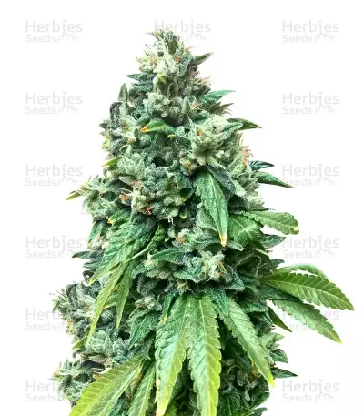 Semi femminizzati Sour Diesel (Big Head Seeds)