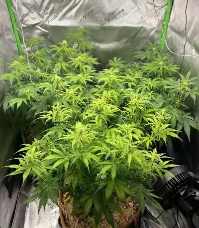 Super Lemon Cloud Auto Seeds