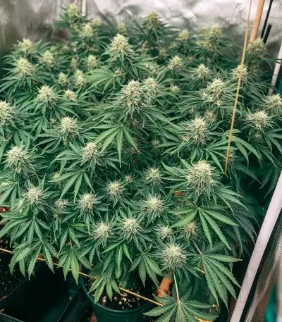 Air Lemon (Super Lemon Haze x RS11) Seeds