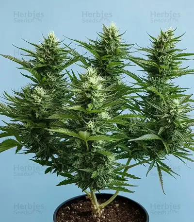 Tangerine Dream Auto Seeds