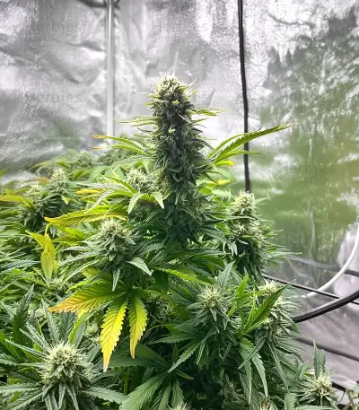 Trainwreck Seeds