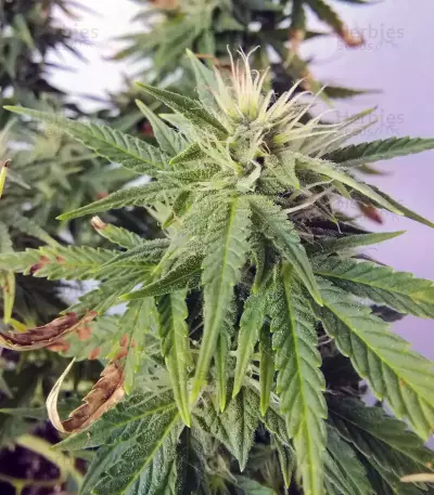 XXL Fem Mix (Seedstockers)