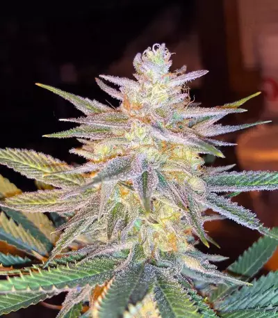 Semi femminizzati Z (Blackskull Seeds)