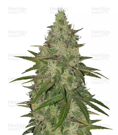 Z feminized seeds (Original Sensible Seeds)