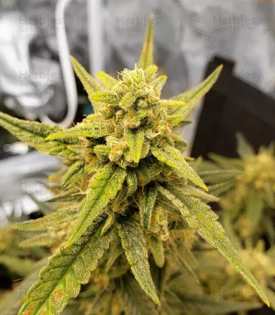 Sweet Gelato Auto Seeds