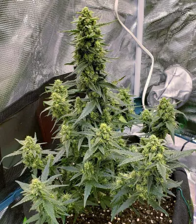 Sweet Gelato Auto Seeds
