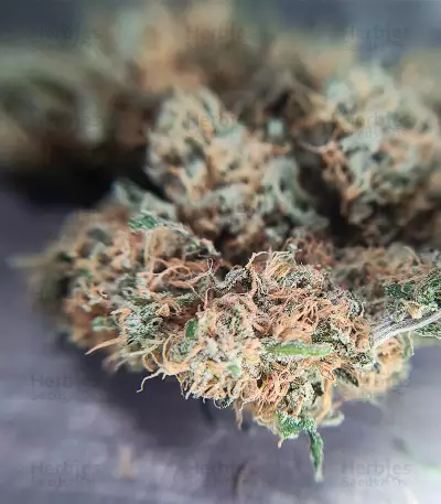 Sweet Zombie Seeds