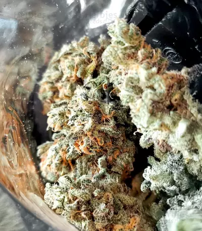 Trainwreck Fast Version (Seedkeepers)