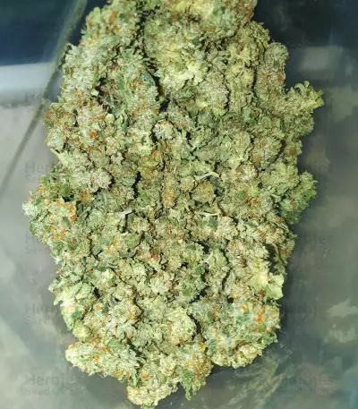 Tropicana Cookies Fast Flowering feminisierte Samen (Fast Buds)