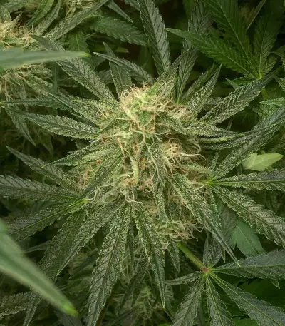 Sementes Feminizadas de Watermelon Z Auto (Barney's Farm)