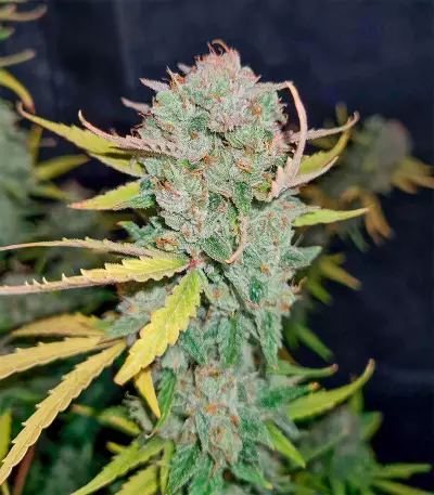 Girl Scout Cookies Autoflower (Herbies Seeds)