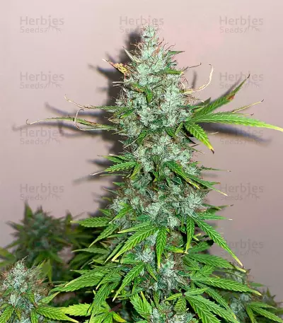 Jack Herer Autoflower (Herbies Seeds)